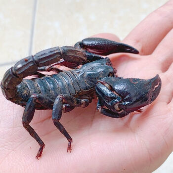 伟博宠物蝎子亚洲雨林蝎超大黑蝎子学生宠物新手爬宠可上手送饲养套装
