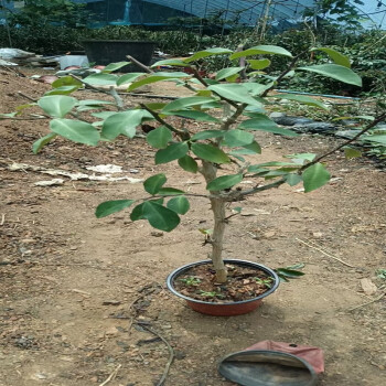 麥基樂葉仙木麒麟嫁接蟹爪蘭仙人球仙人指假曇花砧木雲南清禾園藝 80