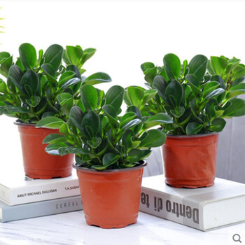 豆瓣绿青叶碧玉绿萝植物办公室盆栽室内绿植盆景豆瓣绿3盆豆瓣绿不含