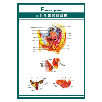 醫院掛圖海報人體器官系統結構圖示意圖解剖圖牆貼畫覆膜防水貼紙ws