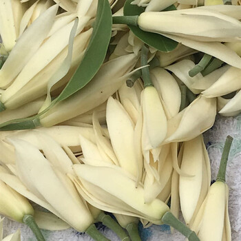 采緹 Caiti 白兰花30朵鲜花现摘现发浓香型花卉黄果兰黄葛兰缅桂花泡酒白玉兰50朵玉兰鲜花不含盆 图片价格品牌报价 京东 采緹 Caiti 白兰花30朵鲜花现摘现发浓香型花卉黄果兰黄葛兰缅桂花泡酒白玉兰50朵玉兰鲜花不含盆 图片价格品牌报价 京东