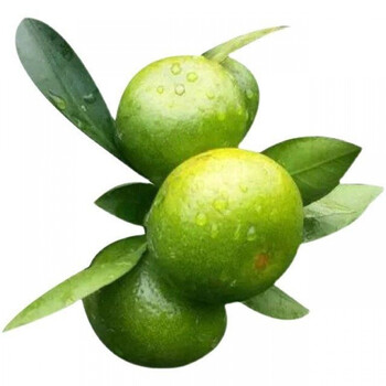 年货精选新鲜蜜桔现摘橘子水果110斤应季孕妇青桔子柑橘批发薄皮整箱