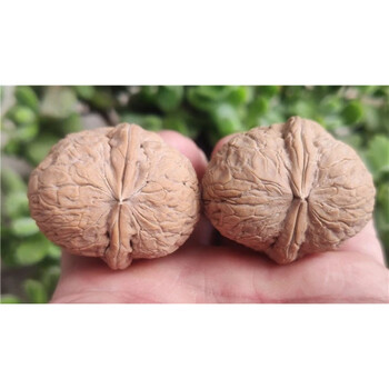 嫁福云南铁核桃文玩核桃元宝蛤蟆头疙瘩包蟒纹金蟾异形野生手把玩精品