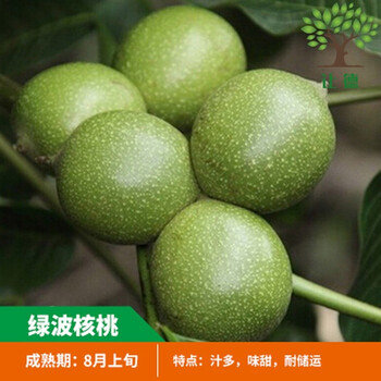 文玩薄皮纸皮地栽盆栽带土南方北方种植当年结果绿波核桃4年苗6年苗