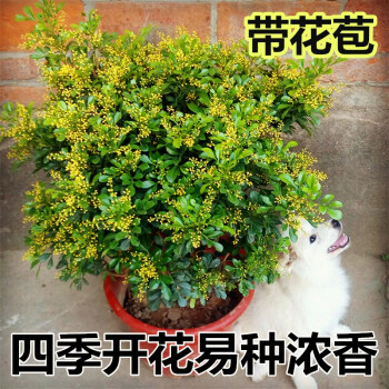 四季米兰花盆栽苗香花植物室内花香味四季开花不断很香香的花卉8年苗 带花苞发 枝干壮实不含盆 图片价格品牌报价 京东