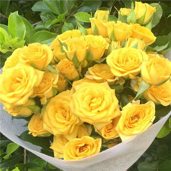 多头玫瑰鲜花鲜切花鲜花水养家用公室插花花束 梦幻泡泡30头送保鲜剂