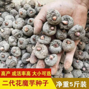 秋颖云南魔芋种子云南贵州高产黑杆花魔芋种可直接种植一代二代魔芋种