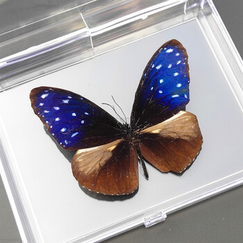 昆虫标本盒昆虫标本树脂昆虫标本原虫真实蝴蝶标本摆件真蝴蝶昆虫标本