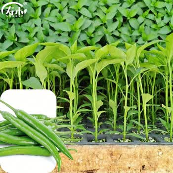 寿禾 蔬菜苗批发独立包装秧苗寿光菜苗子带土 杭椒苗 30棵