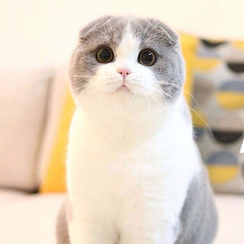 折耳猫幼猫活体苏格兰折耳猫活体英短毛折耳猫活体美短纯种宠物 qw