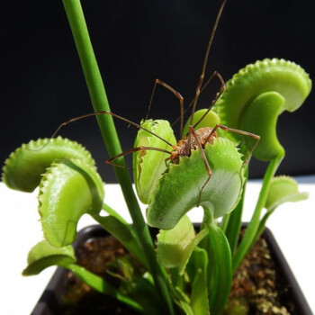 捕蝇草盆栽栽好发货[吃蚊子苍蝇的植物]吃蚊草捕蝇草消灭蚊虫食人花