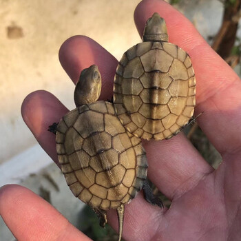 瑾伦小青头龟苗皖南种小青苗黄金龟小青宠物观赏龟小乌龟龟 未发色1只
