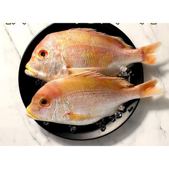 红加吉鱼新鲜冷冻赤棕鱼冰鲜红立鱼真鲷鱼海鱼类海鲜铜盆鱼每条4两6两