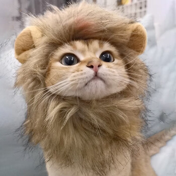 风宠猫咪狮子头套兔子耳朵小型犬狗狗帽子宠物可爱搞怪配饰头饰变装