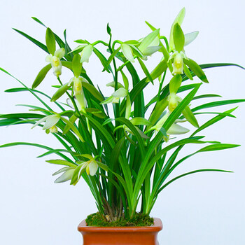 带花苞绿翡翠黄金彩虹开花超香大风素12苗现不带花不含盆