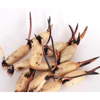 藕苗藕种荷花苗莲藕苗盆栽莲花苗食用高产水生植物蔬菜苗荷花种藕 五