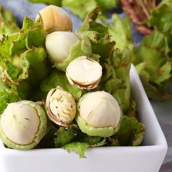 富润世东北新鲜绿皮榛子青皮榛子坚果现采现发 【脱青皮榛子鲜果】