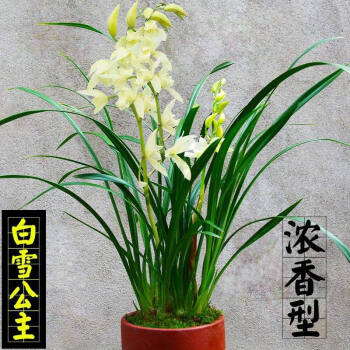 七抒蘭花濃香型香妃黑雪姬四季蘭花墨蘭建蘭蘭花盆栽室內綠植花卉