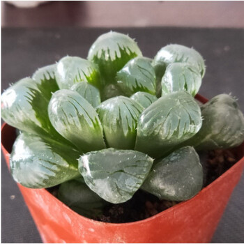 多肉植物新款玉露姬寿多肉大窗萌肉肉室内hp 大窗玉露3-5cm 不含盆