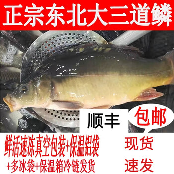 松花江鱼东北年货年夜饭专用鱼冷冻 3斤左右三道鳞 发顺丰【图片 价格