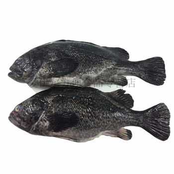 大菜園 青岛黑头鱼  黑鱼 鲜活海鱼 新鲜豆腐鱼 猪嘴鱼 寨花鱼 航空