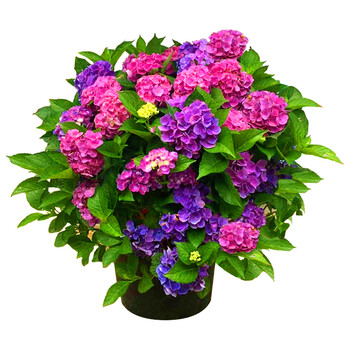 绣球花苗无尽夏盆栽阳台庭院植物八仙四季好养的开花卉活 含羞叶(8个