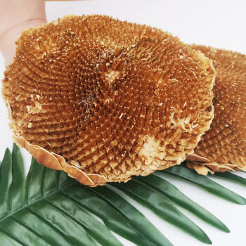 内廷上用中药材向日葵花盘 干花 太阳 花风干药用500g盐碱地葵花盘粉 