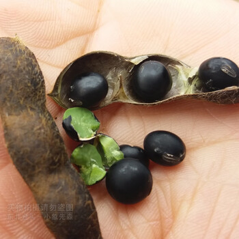 维霆东北黑龙江农家自产佳木斯绿芯小黑豆绿仁打豆浆500g1000g