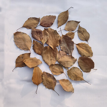 枯树叶枫叶干花标本真枯叶装饰天然落叶贴画干树叶梧桐叶手工叶子香樟