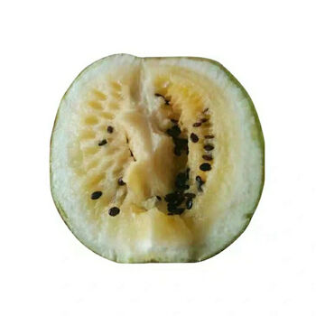 甘肃靖远民勤小籽瓜8斤打瓜小籽瓜孕妇低糖水果新鲜