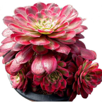 美杜莎法师多肉植物赤霞飞娜迦女王高端法师锦欧嘉莉君美丽h51维纳单