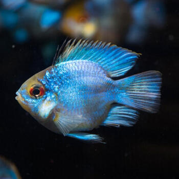 曼龙鱼热带观赏鱼活体蓝曼龙黄曼龙金波子阿凡球达小型迷你鹦鹉鱼