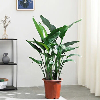 精选现发天堂鸟室内绿植客厅盆栽真花好养鹤望兰北欧大型植物净化空气