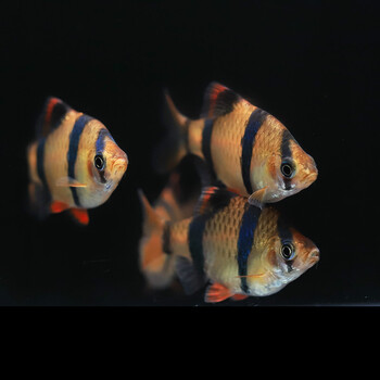 虎皮鱼小型鱼活体观赏鱼绿虎皮新手混养群游热带鱼小缸鱼耐养皮实