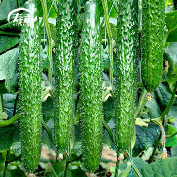 寿禾水果青瓜种籽子广东蔬菜种苗 中寿35大黄瓜种子  20粒
