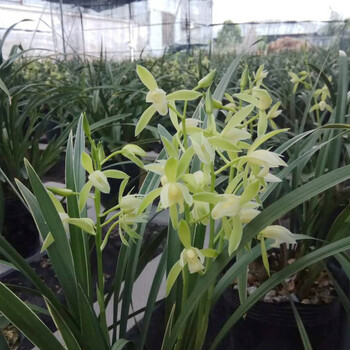 宋代贡品兰花苗建兰 银边大贡 正宗广东四季兰素花绿植阳台 5苗连体