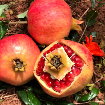 四川大凉山会理突尼斯软籽石榴 5/9斤应当季新鲜水果 9斤大果【约12