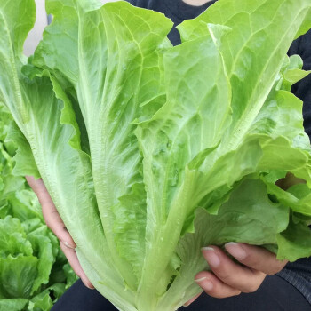 種圓奶油紫葉家庭種植速生壽光菜籽葉菜種籽壽禾玻璃生菜種子10g原裝