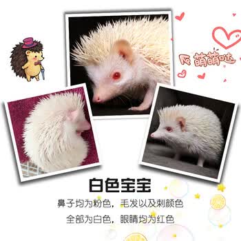 非洲迷你刺猬活物自家繁殖纯种无虫打过疫苗种活体幼崽白化母3540天大
