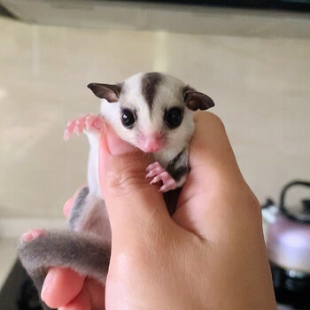 活体蜜袋飞鼠蜜袋鼠蜜袋鼬活体蜜袋鼯幼崽蜜袋鼯奶粉蜜袋鼯粮食蜜