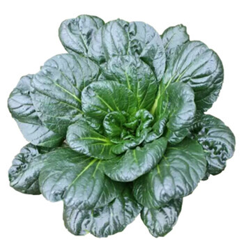 【jd物流】黑塔菜如皋特产乌塌菜趴趴菜新鲜蔬菜露天