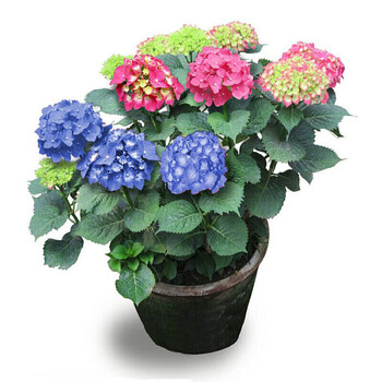 绣球花苗当年开花盆栽地栽植物无尽夏系列绣球紫阳花八仙花洋绣球树苗千变十年老桩精品 图片价格品牌报价 京东