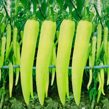 小米椒种子特辣辣椒小米辣四季种籽小白米椒超辣泡椒蔬菜朝天椒白玉椒