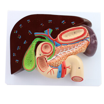 肝胆胰脾解剖图片彩色图片