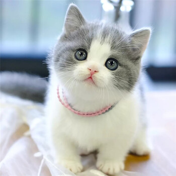 蓝猫幼猫活体英短蓝白宠物猫活体猫咪折耳猫蓝白猫小猫活物公母均有包
