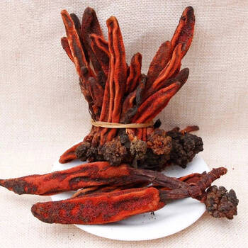 云南回春草不老草顶天柱草苁蓉肉苁蓉锁阳滋补可搭品 云南整株100克