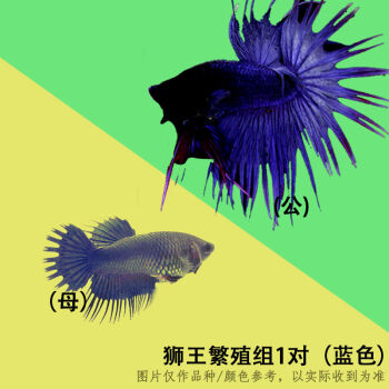 泰國鬥魚馬尾獅王半月母鬥魚觀賞魚熱帶魚活體寵物淡水魚魚缸獅王繁殖