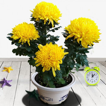 澜墨【带花苞发】菊花盆栽带花苞四季大颗大花金丝皇菊可食用室内阳台
