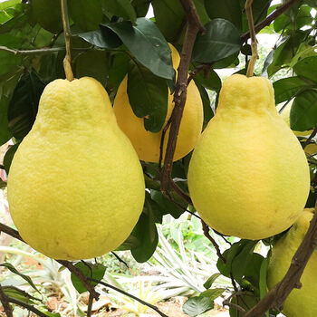 现摘现发正宗容县沙田柚广西纯甜柚子白心肉沙甜柚金