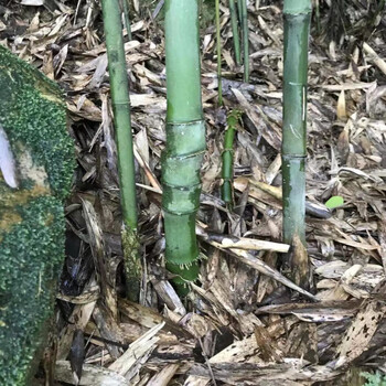 文玩实心龙血玉竹金丝竹子苗四季常耐寒青竹苗紫竹苗庭院植物实心竹